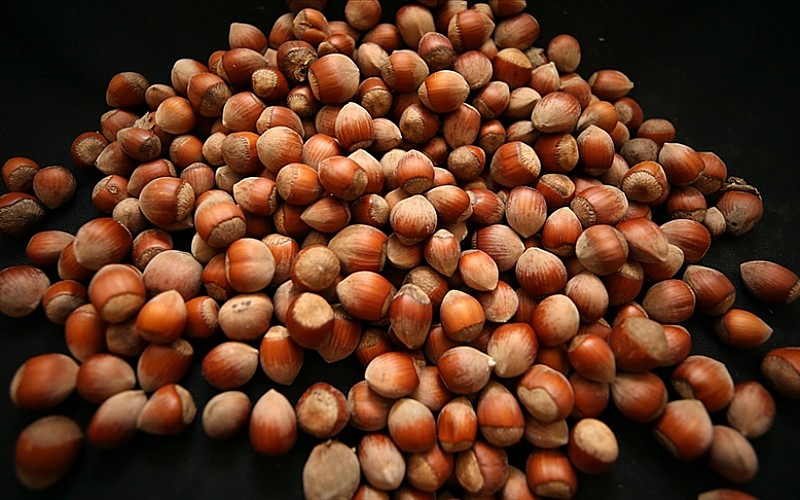 Fındık ihracatından 2 milyar dolar gelir Fındık ihracatından 2 milyar dolar gelir