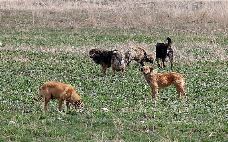 İstanbul'da kuduz köpek tehlikesi İstanbul'da kuduz köpek tehlikesi