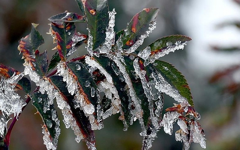 Meteorolojiden zirai don uyarısı Meteorolojiden zirai don uyarısı