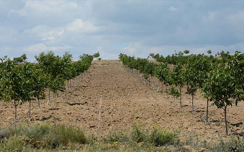Adıyaman'daki kapama ceviz bahçesinde 900 ton ceviz hasat edildi Adıyaman'daki kapama ceviz bahçesinde 900 ton ceviz hasat edildi