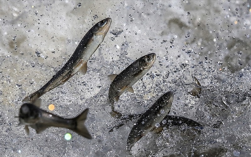 Van Gölü'nde yaşayan inci kefali için av yasağı yarın başlıyor Van Gölü'nde yaşayan inci kefali için av yasağı yarın başlıyor