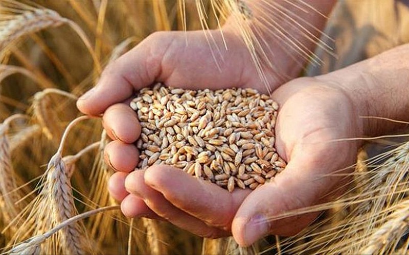 Samsun'un Havza ilçesinde 90 bin ton buğday rekoltesi bekleniyor Samsun'un Havza ilçesinde 90 bin ton buğday rekoltesi bekleniyor