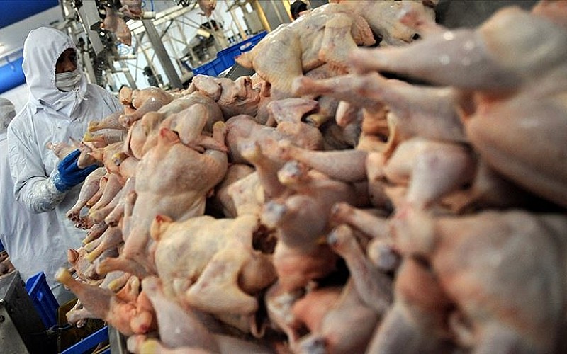 Tavuk eti üretimi yüzde 11,7 arttı Tavuk eti üretimi yüzde 11,7 arttı